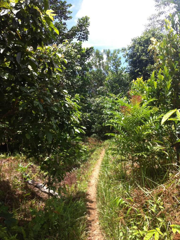 Replanted area that did not burn.