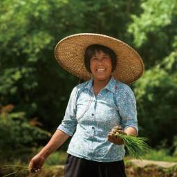 Rice Harmony: Growing an Organic CSA in the Pearl River Delta