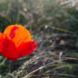 Poppies on the Great Grass Sea: 16 Photos From My Ride Through Xinjiang and Kazakhstan