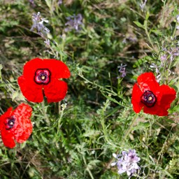 Hope and Burnout in the Anthropocene