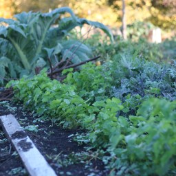 Climate Change and Compromise: The Ethic of Nothing’s Simple Farm