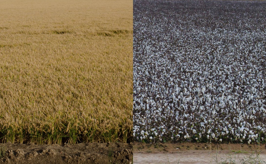 cotton-and-rice-small