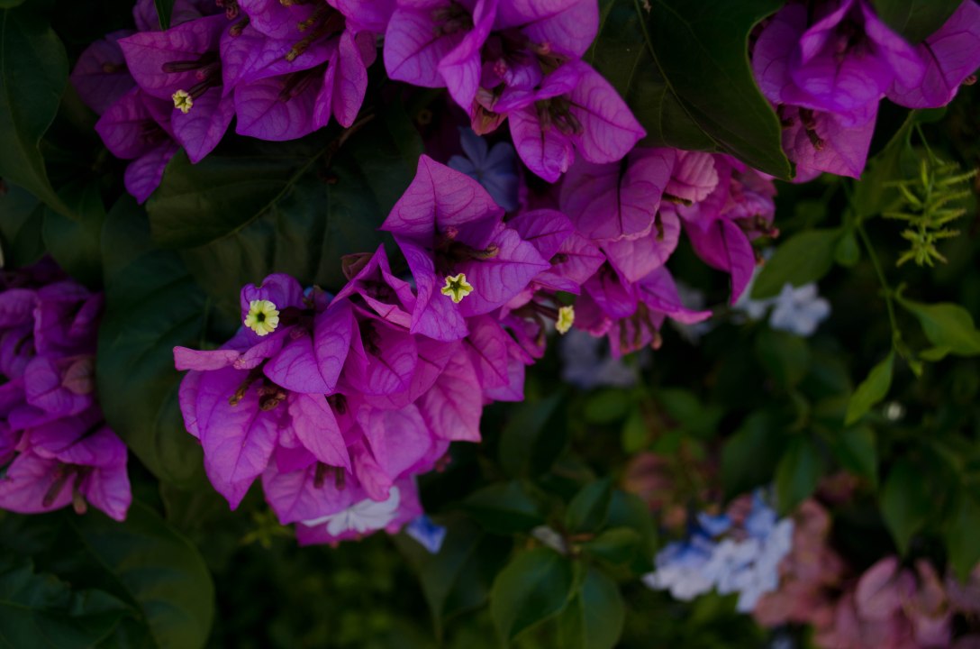 Albania and Montenegro