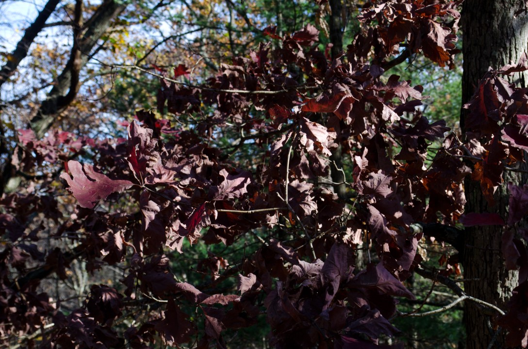 Fall-Winter (1 of 10)