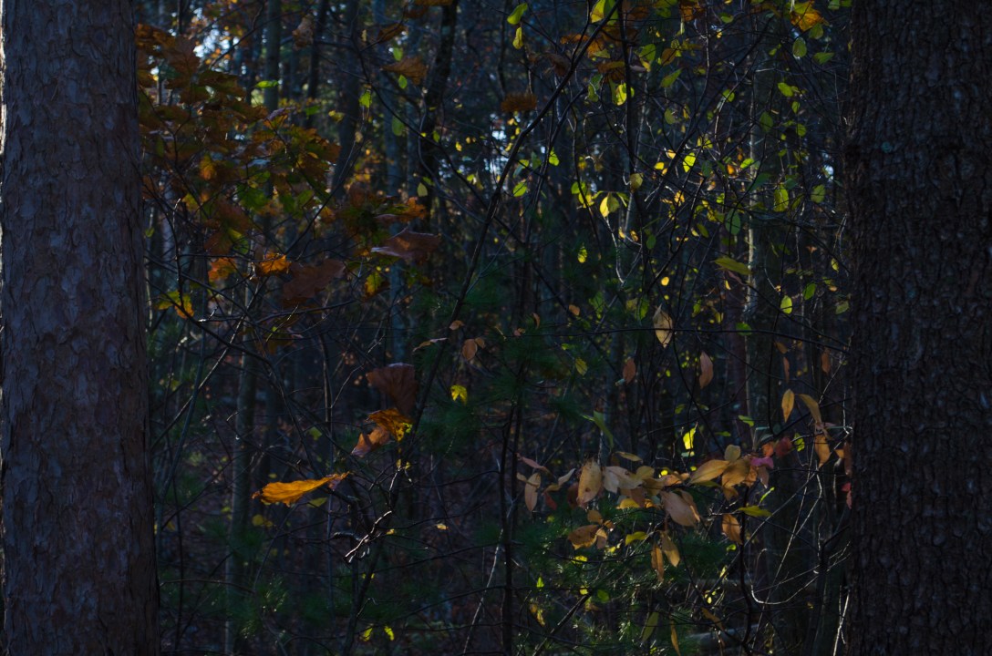 Fall-Winter (3 of 10)