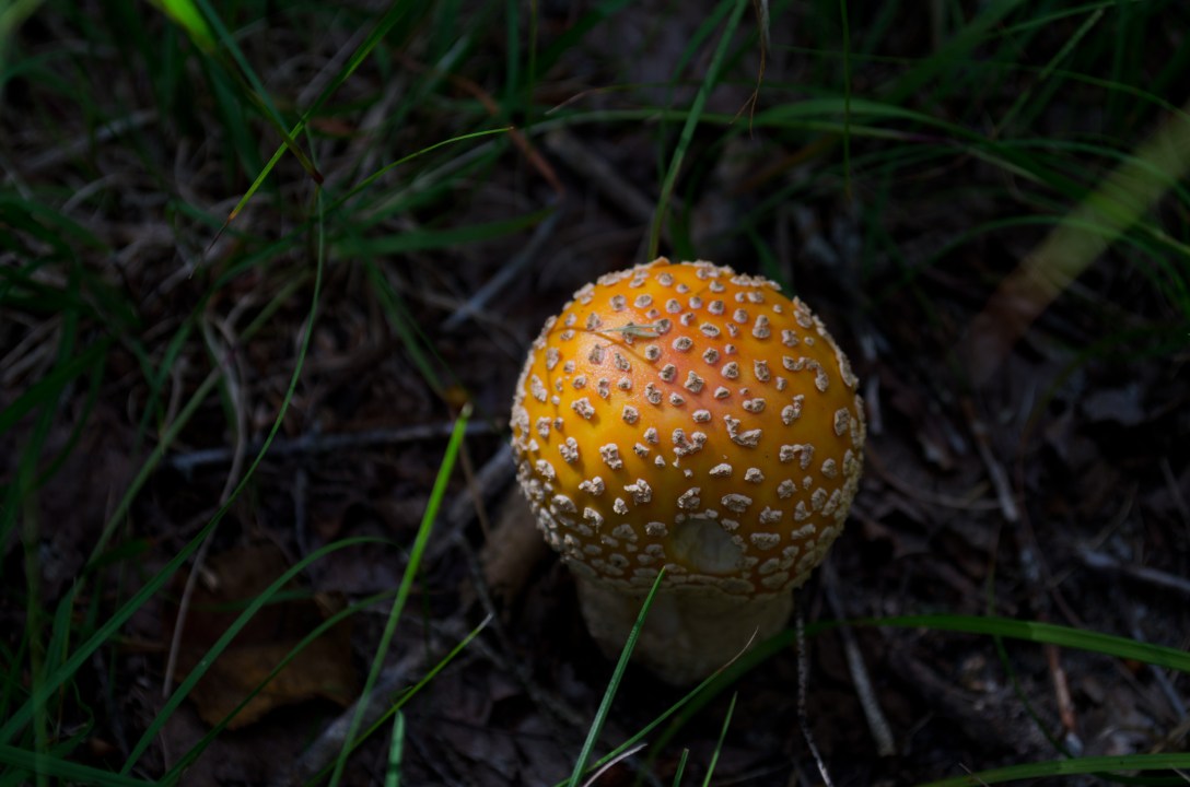 Summit Backpacking (1 of 10)